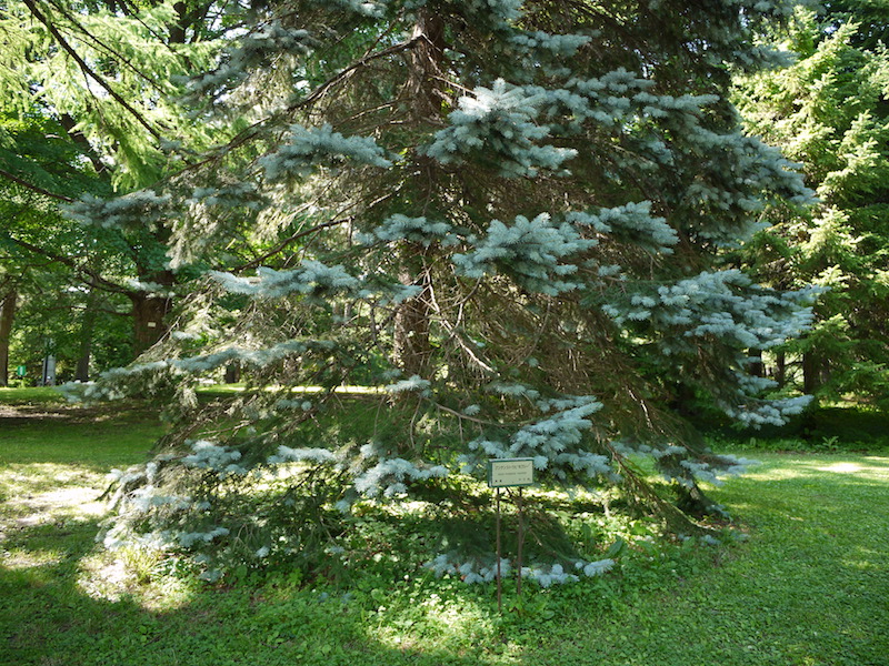 プンゲンストウヒ ‘ホプシー’(Picea pungens ‘Hoopsii’)