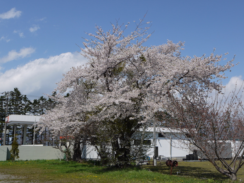 洞爺湖畔の桜 北海道