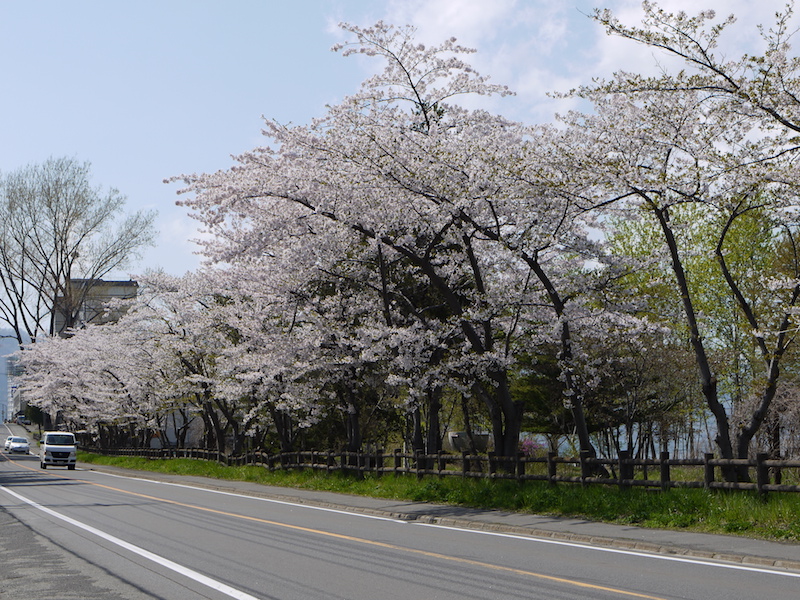 洞爺湖 洞爺湖畔の桜並木 北海道