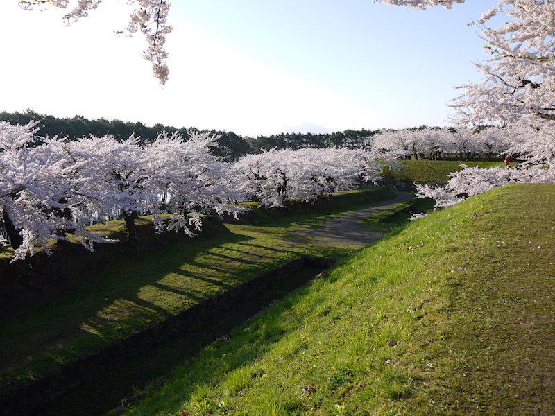 五稜郭公園 郭内の桜 本塁上から撮影 北海道函館市