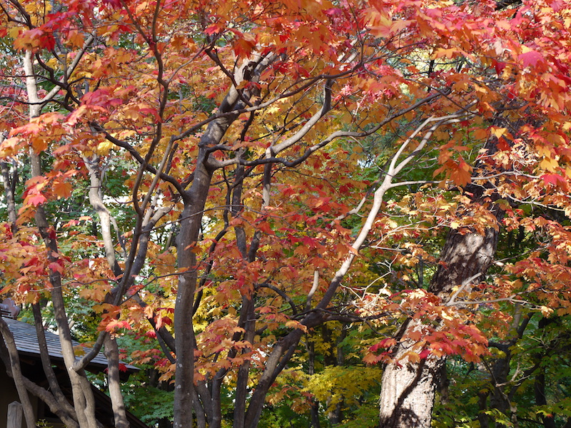 中島公園 日本庭園の紅葉 北海道札幌市