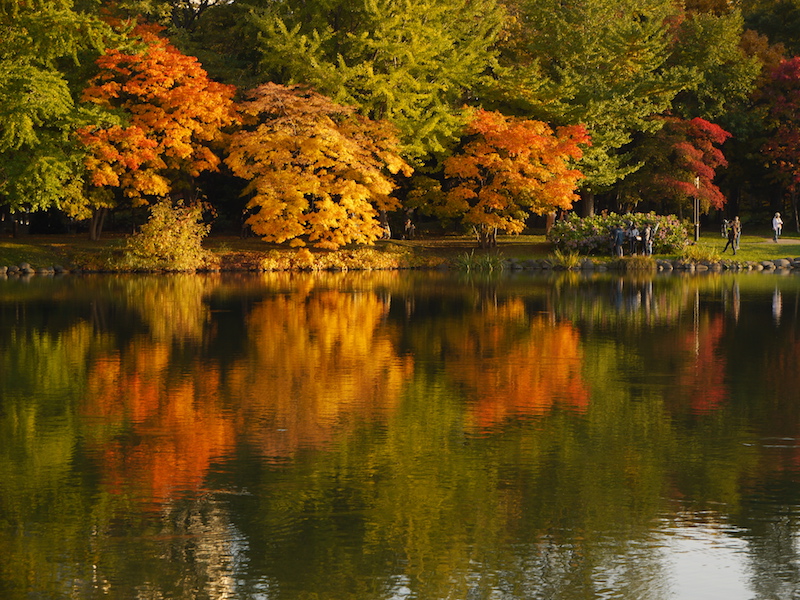 中島公園 菖蒲池周辺の紅葉 北海道札幌市
