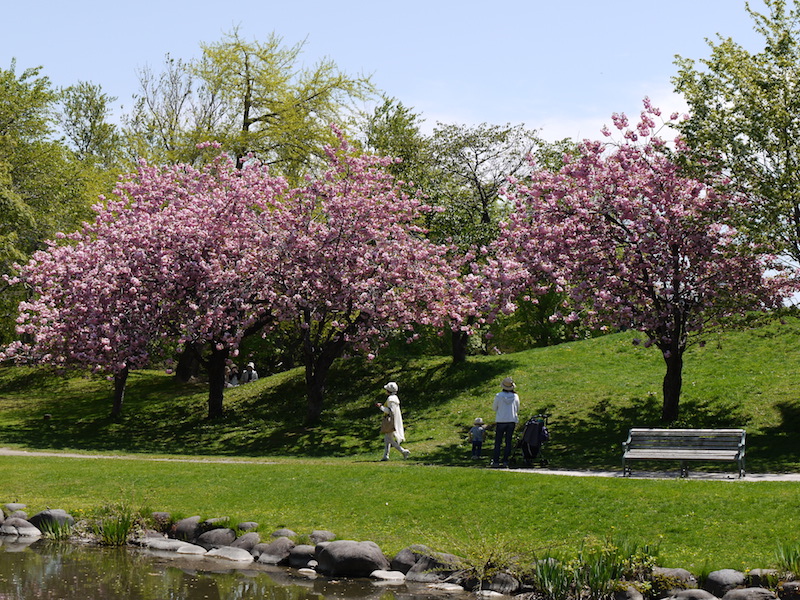 中島公園 公園内の桜 北海道札幌市