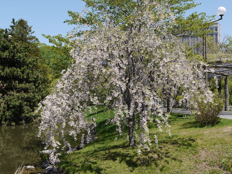 中島公園 公園内樹木 北海道札幌市