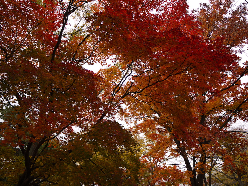 北海道大学 構内樹木の紅葉 北海道札幌市
