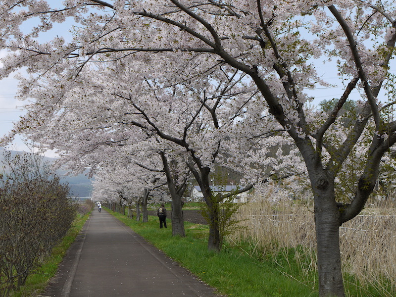 伊達温泉 自転車専用道路脇の桜並木 北海道伊達市