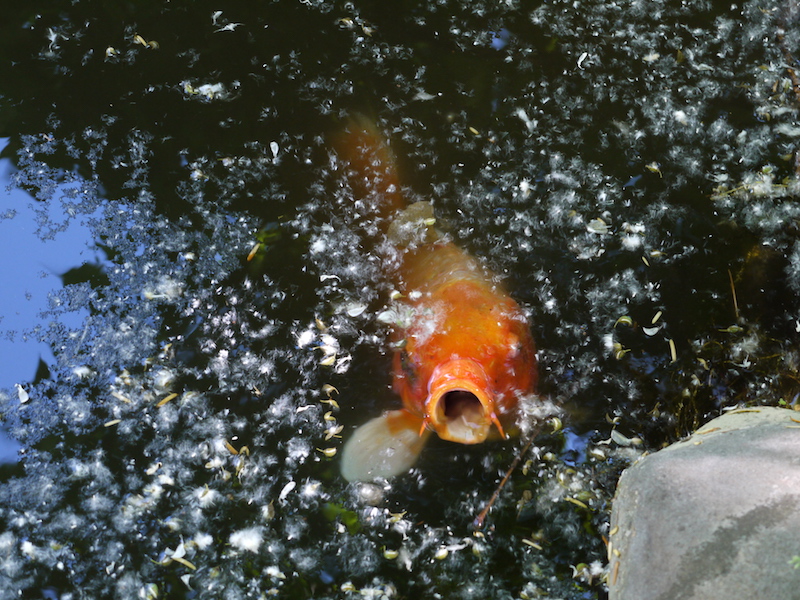 赤れんが庁舎(北海道庁旧本庁舎) 池(北側)の鯉 浮いているのはポプラの綿毛