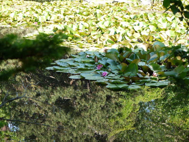 赤れんが庁舎(北海道庁旧本庁舎) 池(南側)の蓮