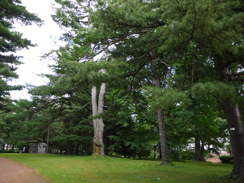 北海道大学植物園 内回りルート 針葉樹林(1)