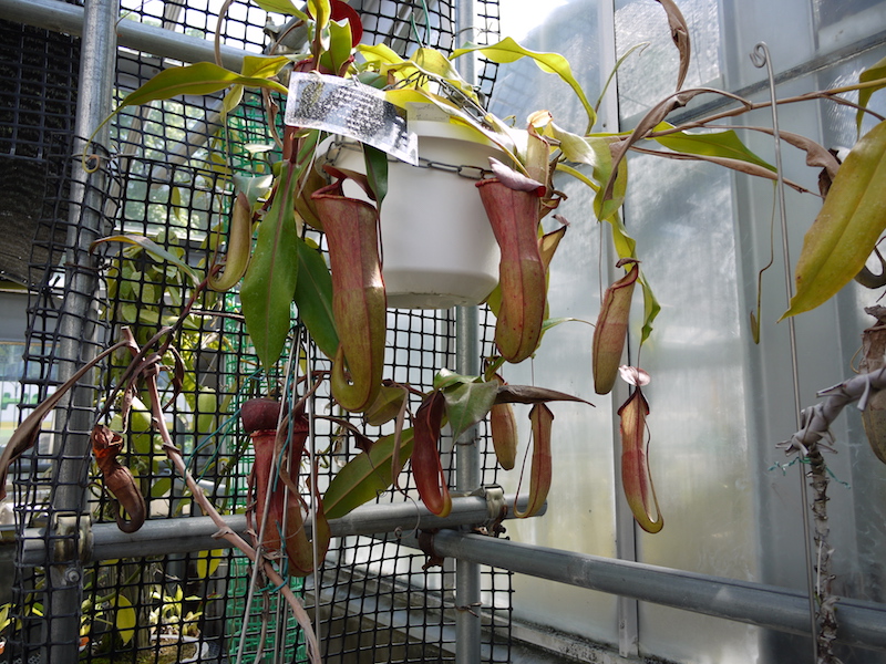 北海道大学植物園 外回りルート 温室 食虫植物(2)