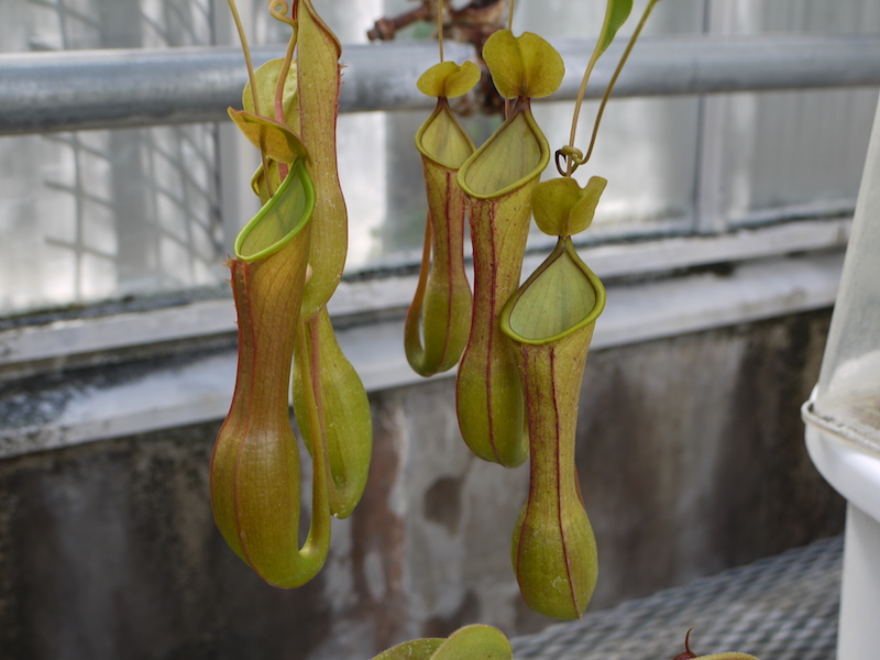 北海道大学植物園 外回りルート 温室 食虫植物(3)