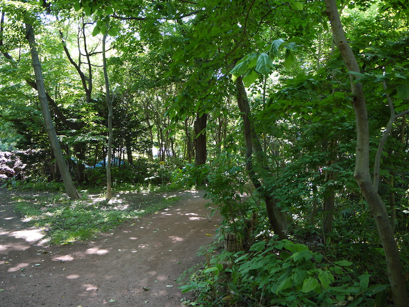 北海道大学植物園 外回りルート 自然林(1)