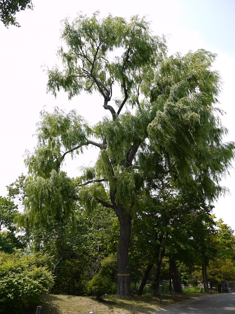 中島公園 菖蒲池周囲の樹木