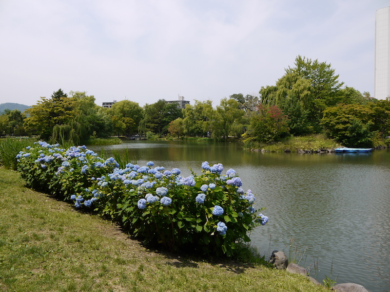 中島公園 菖蒲池南岸
