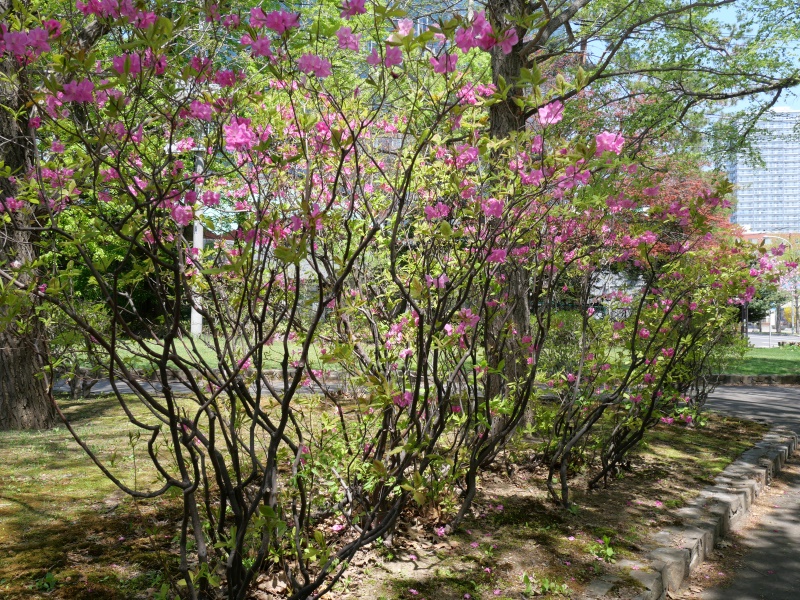 中島公園 園内樹木