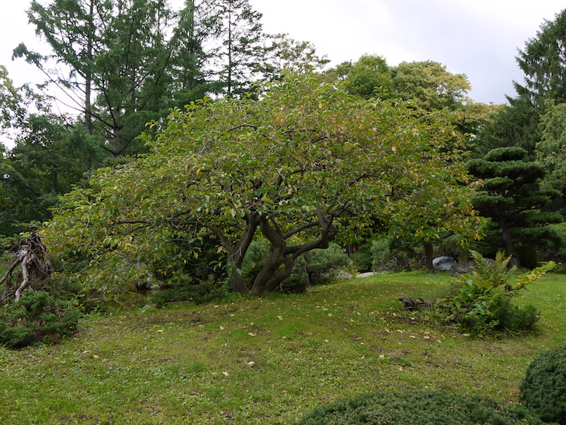 豊平公園(札幌市) 池周辺の庭園(5)