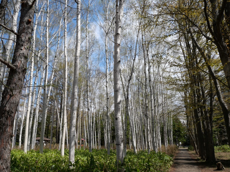 豊平公園(札幌市) 園内樹木
