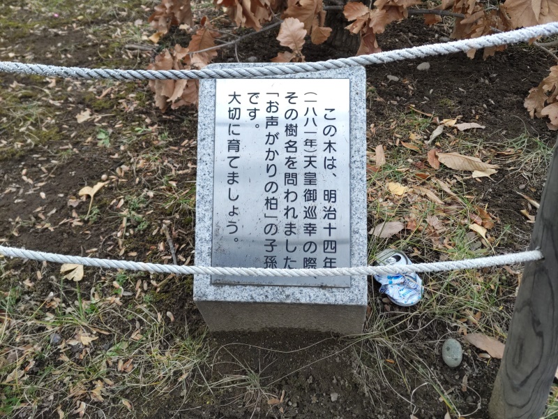 山鼻公園(札幌市) 「お声がかりの柏」の子孫 解説板