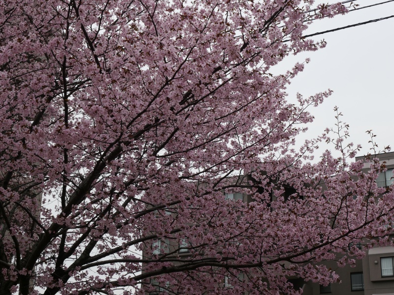 山鼻公園(札幌市) 公園内の桜