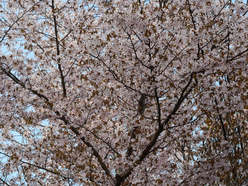 山鼻公園(札幌市) 園内の桜