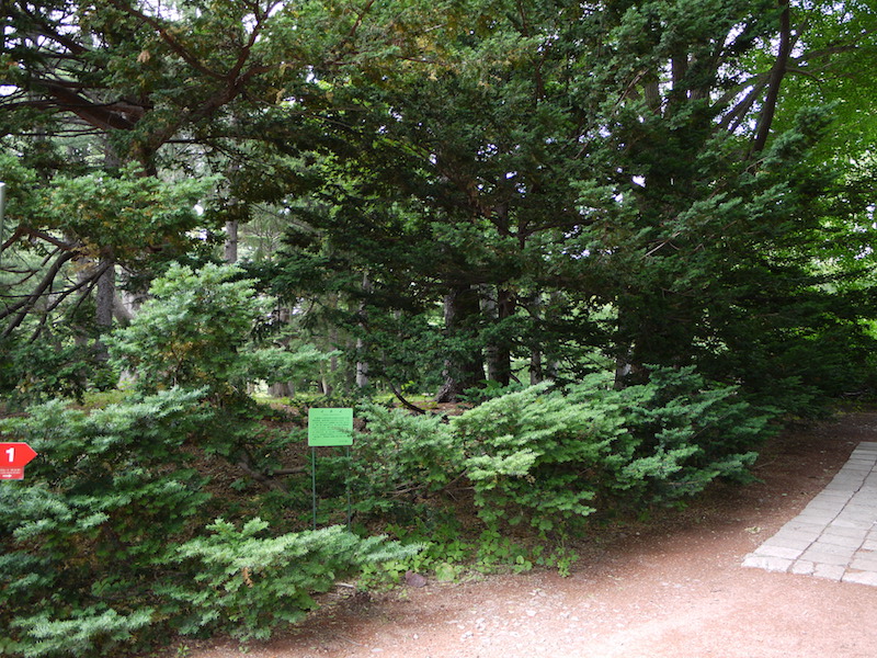 イチイ(Taxus cuspidata)