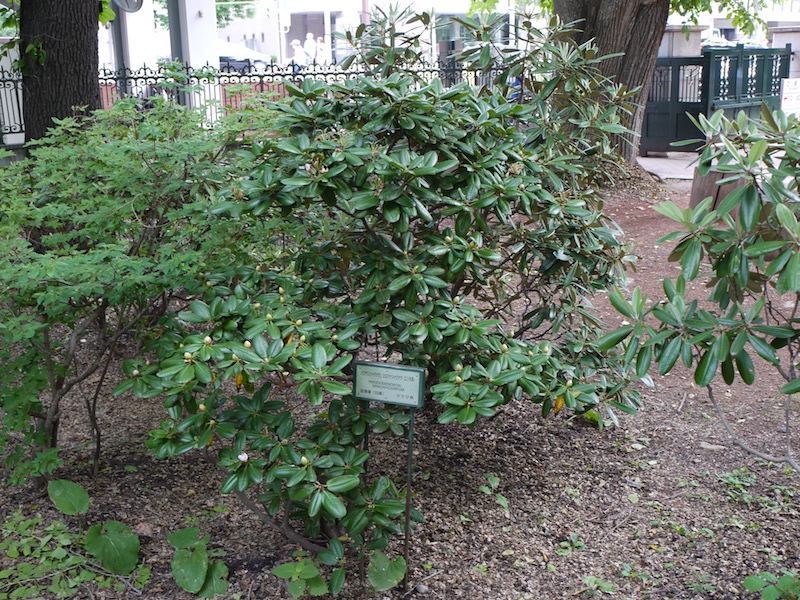 ハクサンシャクナゲ、シロバナシャクナゲ(エリモ系)(Rhododendron brachycarpum)