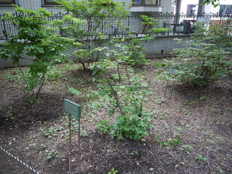 イチイ(Taxus cuspidata)