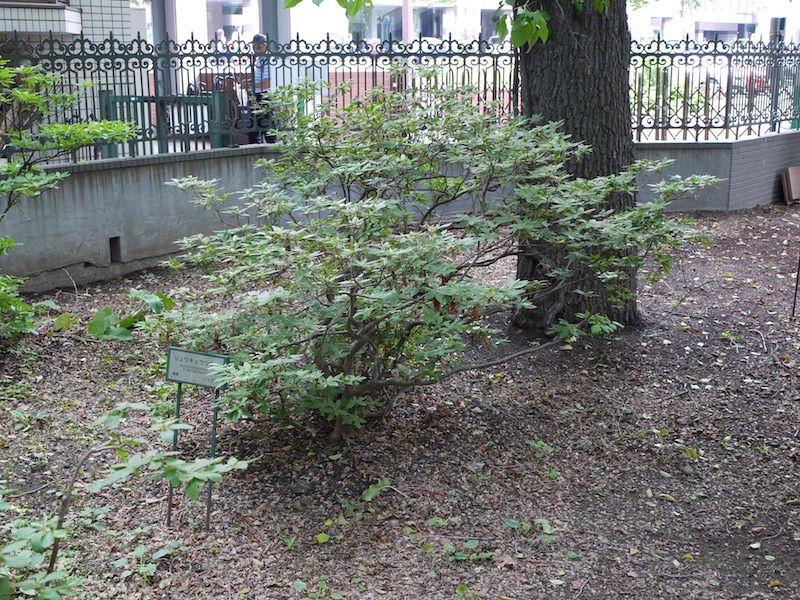 リュウキュウツツジ(Rhododendron ×mucronatum)