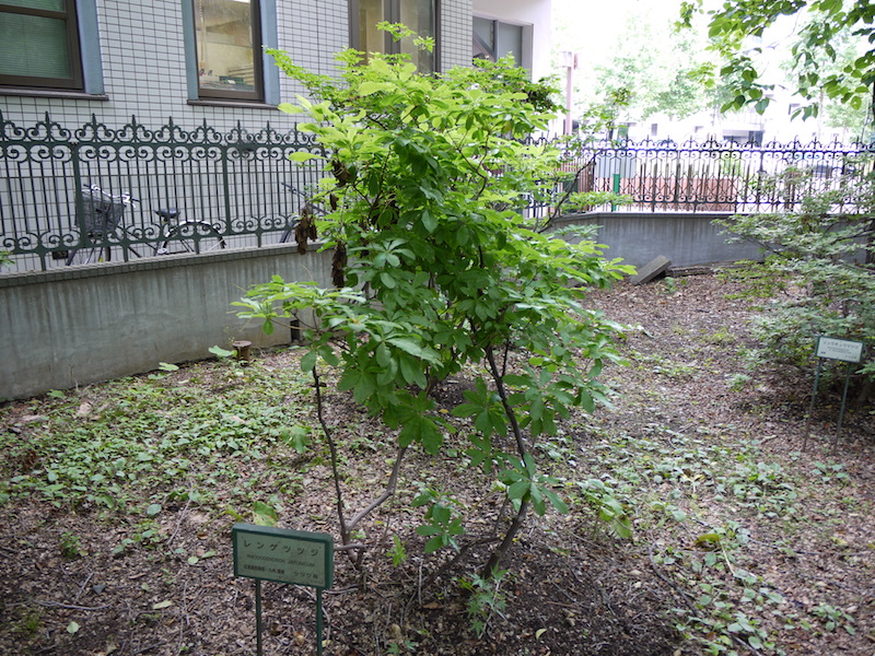 レンゲツツジ(Rhododendron japonicum)