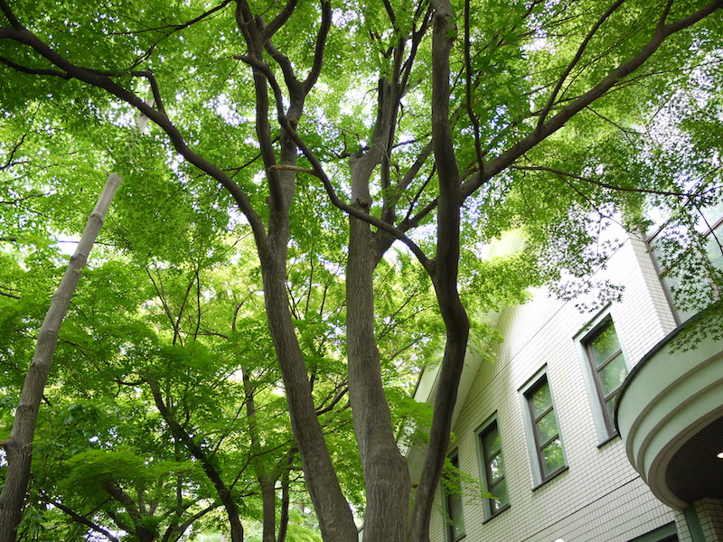 イロハモミジ(Acer palmatum)