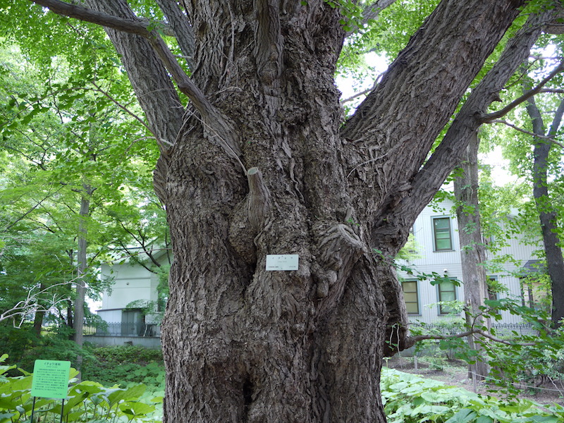 イチョウ(Ginkgo biloba)