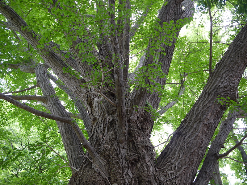 イチョウ(Ginkgo biloba)