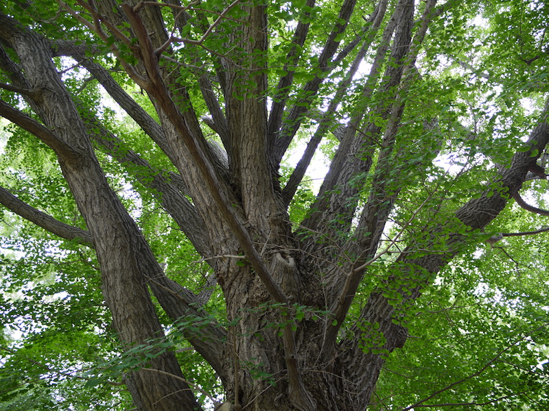 イチョウ(Ginkgo biloba) 雄株