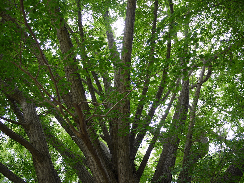 イチョウ(Ginkgo biloba) 雄株