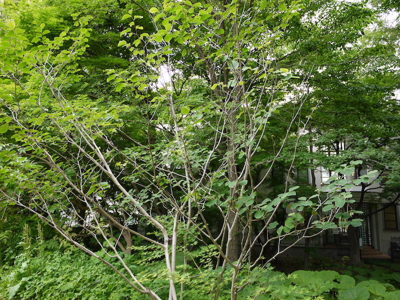 シナマンサク(Hamamelis mollis)