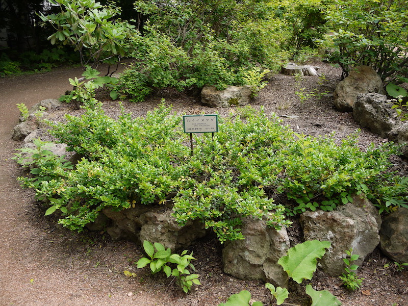 ハイイヌツゲ(Ilex crenata var. paludosa)