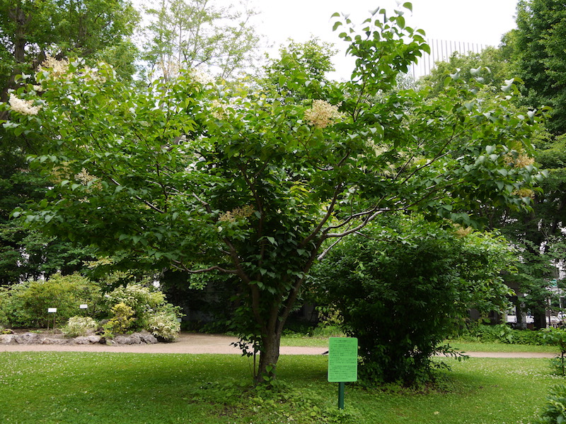 ハシドイ(Syringa reticulata) クラーク博士の里帰りハシドイ