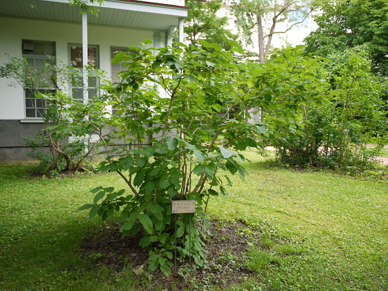 タチハシドイ(Syringa robusta)