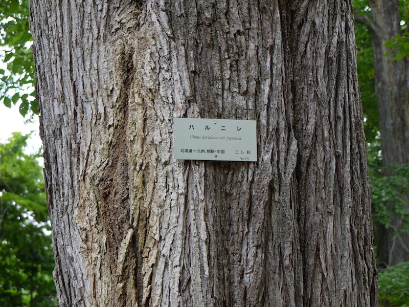 ハルニレ(Ulmus davidiana var. japonica)