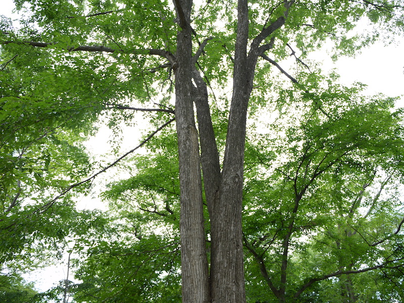 ハルニレ(Ulmus davidiana var. japonica)