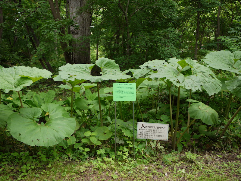 アキタブキ(オオブキ)(Petasites japonicus var. giganteus)