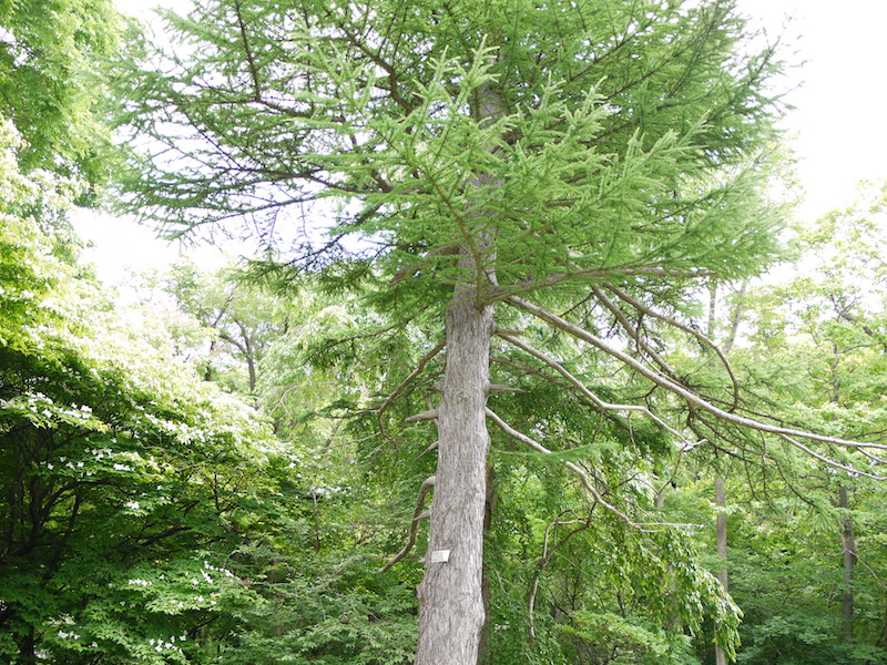 グイマツ(Larix gmelinii)