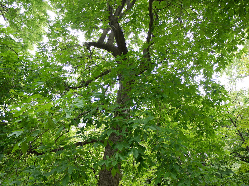 ヒッコリー(Carya sp.)