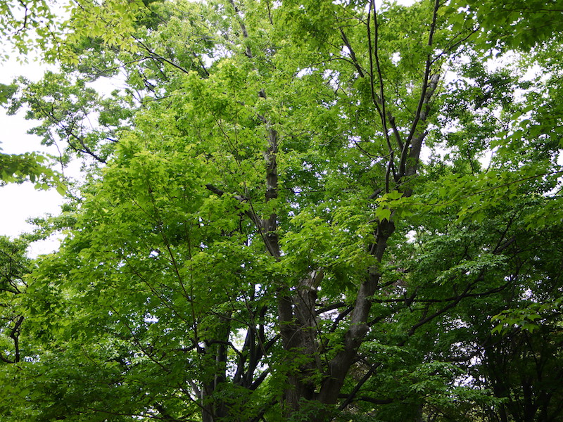 アメリカハナノキ(ベニカエデ)(Acer rubrum)