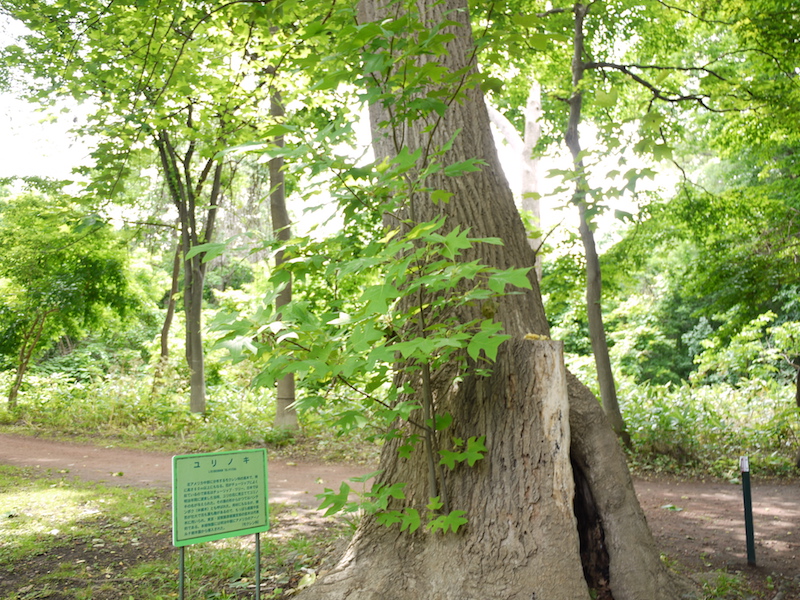 ユリノキ(Liriodendron tulipifera)