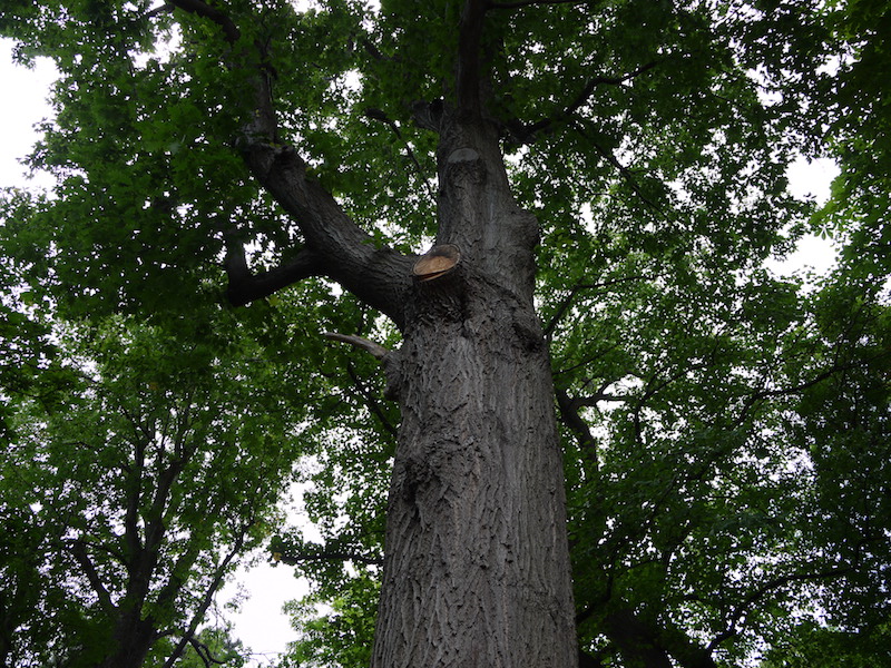 アカナラ(アカガシワ)(Quercus rubra)