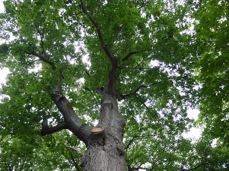 アカナラ(アカガシワ)(Quercus rubra)