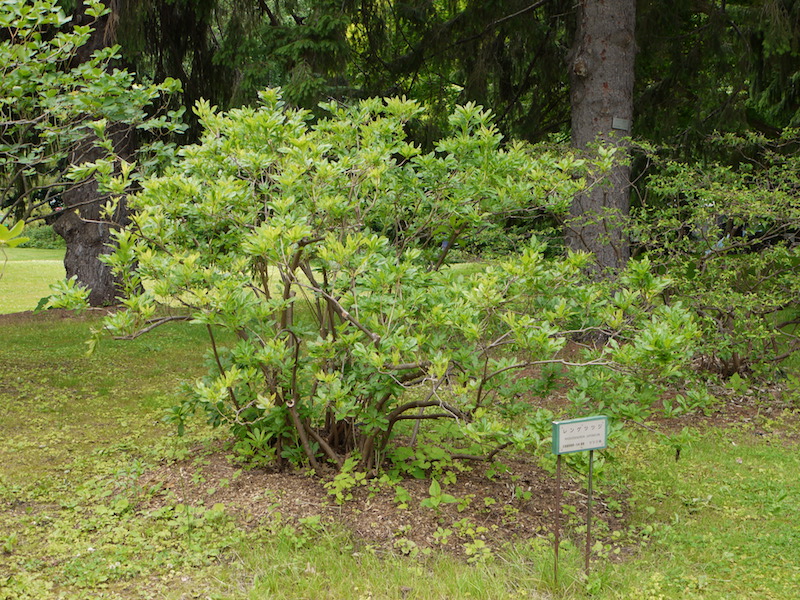レンゲツツジ(Rhododendron japonicum)