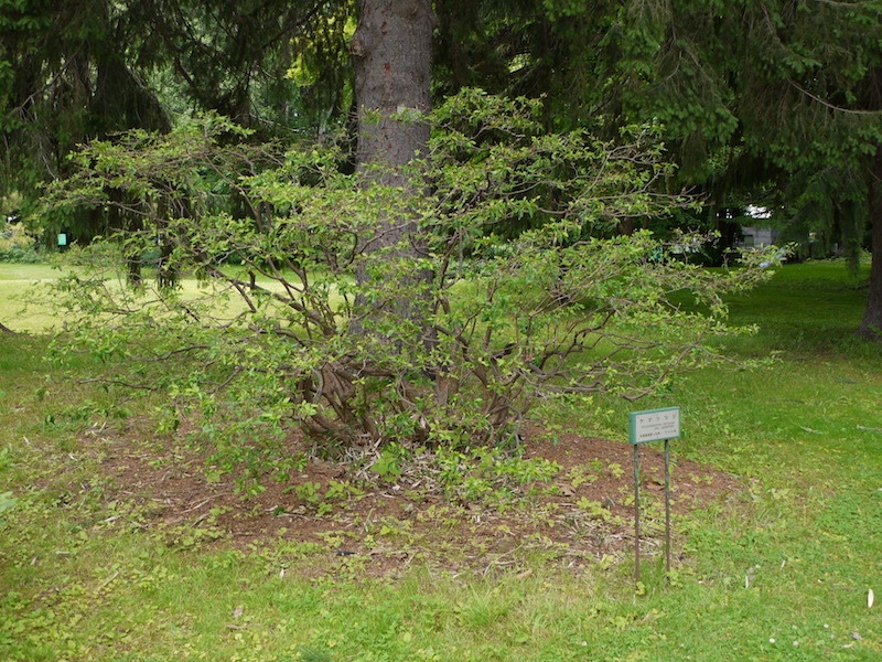 ヤマツツジ(Rhododendron obtusum var. kaempferi)