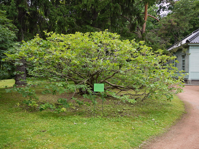 アカナラ(アカガシワ)(Quercus rubra)